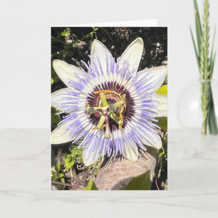 Photo d'une Fleur de Nouvelle-Angleterre Carte de