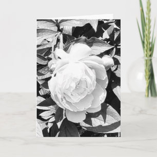 Photo d'une Fleur de Nouvelle-Angleterre Carte de