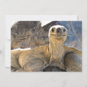 Photo d'une joyeuse Tortie - Carte Plat