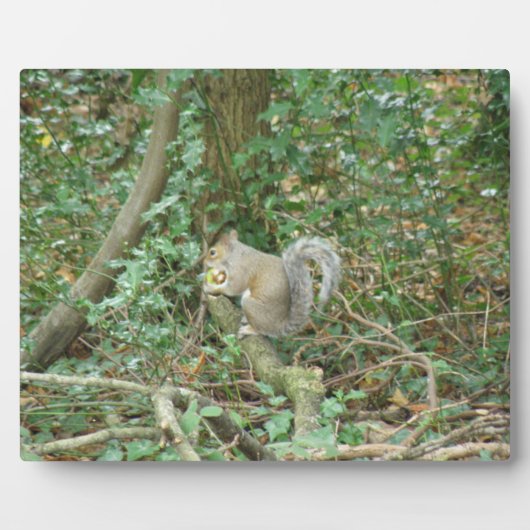 Photo Écureuil avec plaque d'maïs (Devant)