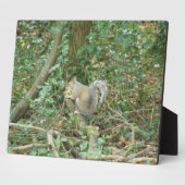 Photo Écureuil avec plaque d'maïs (Côté)