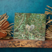 Photo Écureuil avec plaque d'maïs (Côté)