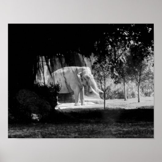 Photo éléphant Impression 14 po x 11 po (Devant)