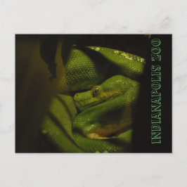 Photo Emerald Tree Boa Indy Zoo Briefkaart