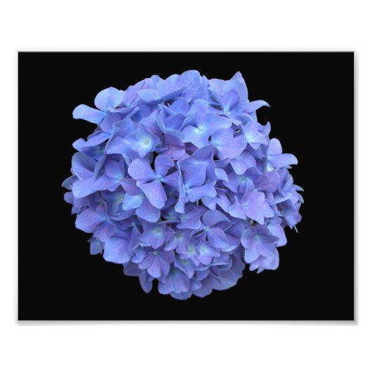 Photo en fleur d'Hydrangée bleue (Devant)