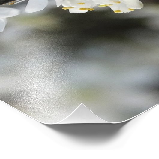 Photo en fleurs blanches (Coin)