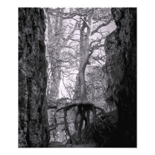 Photo en noir et blanc d'arbres