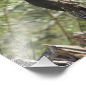 Photo Femme Cardinal Nord Imprimer (Coin)