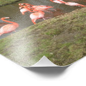 Photo Flamant rose rose (Coin)