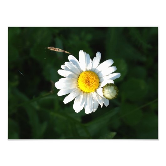 Photo Fleur de marguerite blanche (Devant)