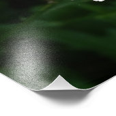 Photo Fleur de marguerite blanche (Coin)