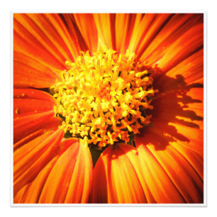 Photo Fleur Orange Radieuse Macro Impression sur toile P