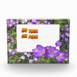 Photo Fleurs Violettes Crocus Violets Poussière. Bloc ph