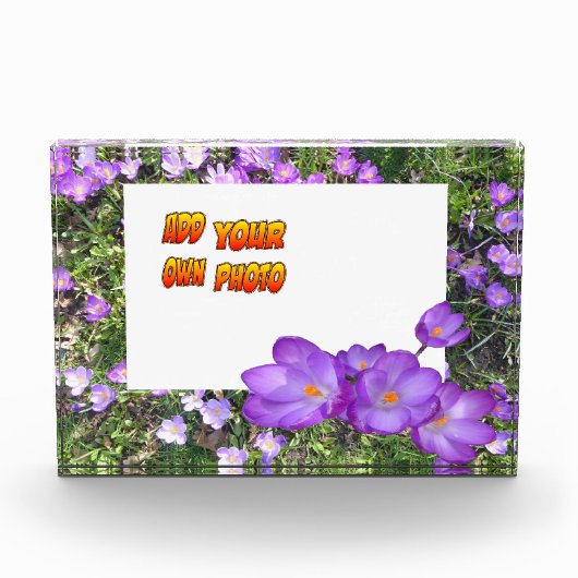 Photo Fleurs Violettes Crocus Violets Poussière. Bloc ph (Devant)