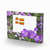 Photo Fleurs Violettes Crocus Violets Poussière. Bloc ph (Droite)