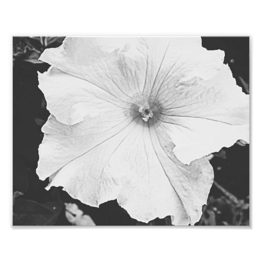 Photo florale blanche 10x8 (Devant)