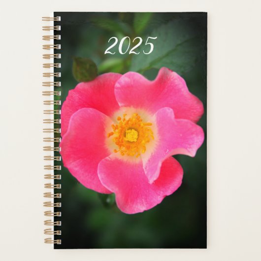 Photo florale rose 2025 (Devant)