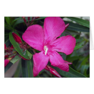 Photo Fucshia Oleander
