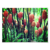 Photo Ginger (Devant)