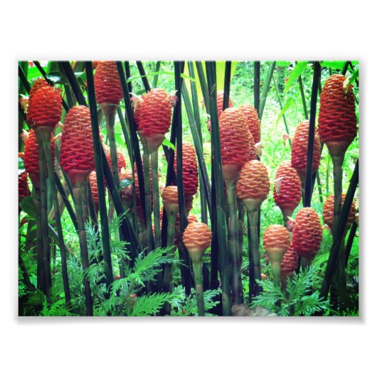 Photo Ginger (Devant)