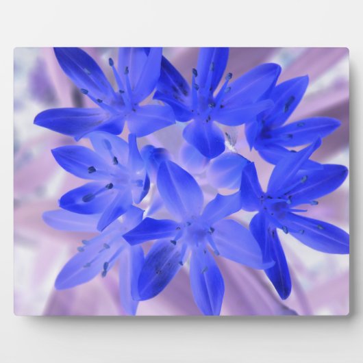 Photo Gloire de la Plaque Bleue Chocking Neige (Devant)