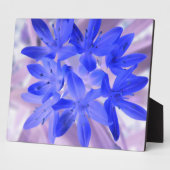 Photo Gloire de la Plaque Bleue Chocking Neige (Côté)