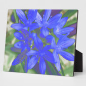 Photo Gloire de la Plaque Bleue Fluorescente Neige (Côté)