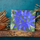 Photo Gloire de la Plaque Bleue Fluorescente Neige (Côté)