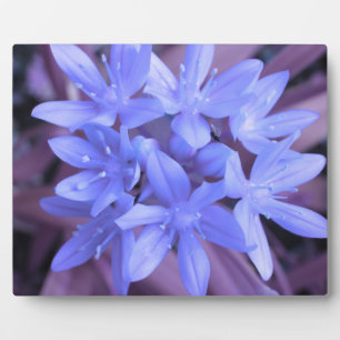 Photo Gloire de la Plaque Bleue Neige