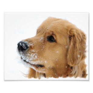 Photo Golden Retriever Snow Dog Imprimer