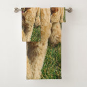 Photo Goldendoodle Dog (En situation)