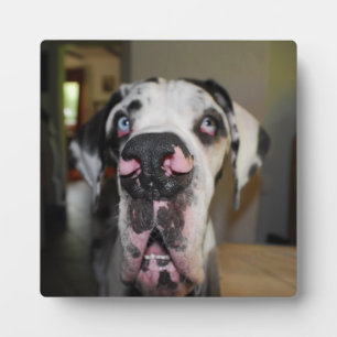 Photo Great Dane Foto Plaque