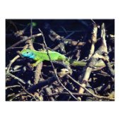 Photo Green Lizard (Devant)