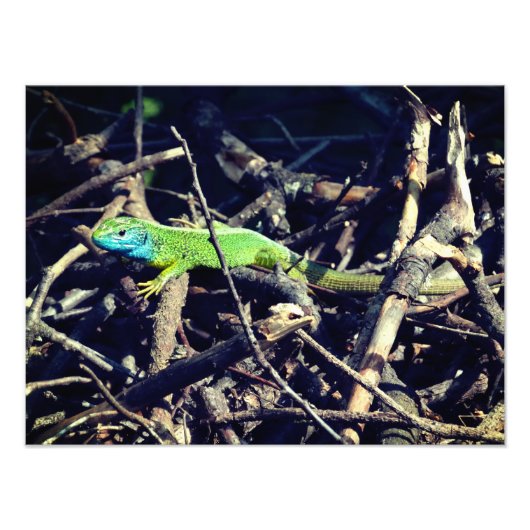 Photo Green Lizard (Devant)