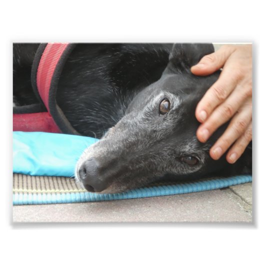 Photo Greyhound (p506) (Devant)