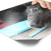 Photo Greyhound (p506) (Coin)