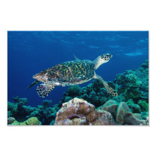 Photo Hawksbill Sea Turtle