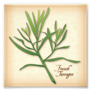 Photo Herbe Tarragon Français Imprimer