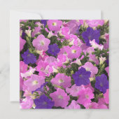 Photo Image Of Morning Glory Pink & Purple Flowers Kaart (Voorkant)