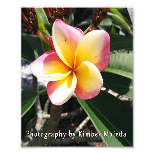 Photo Impression 8x10 - Plumeria rose et jaune (Devant)
