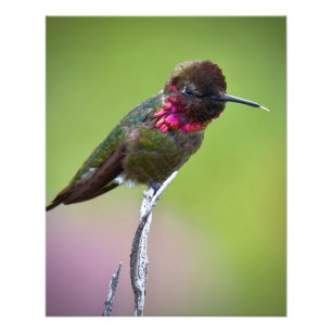 Photo Impression acrylique de colibri Anna