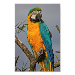 Photo Impression Bleue Goldie