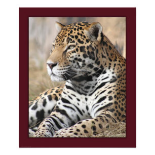 Photo Impression classique Jaguar -20x24 -autres tailles