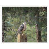 Photo Impression Cooper's Hawk (Devant)