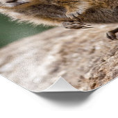 Photo Impression curieuse de chien de prairie (Coin)