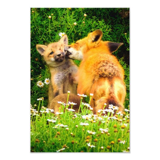 Photo Impression d'art de la faune intitulée Le Baiser d (Devant)