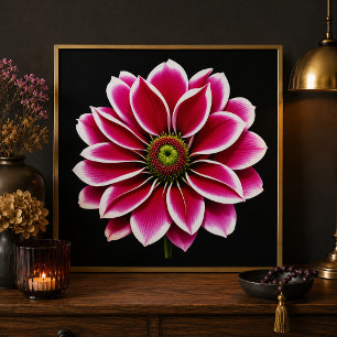 Photo Impression d'art fine de la floraison du dahlia ro