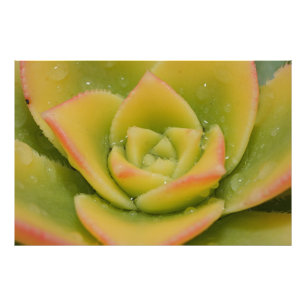 Photo Impression d'art mural de rosette verte succulente