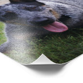 Photo Impression de Blue Heeler 1 (Coin)