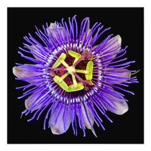 Photo Impression de brouillard violet